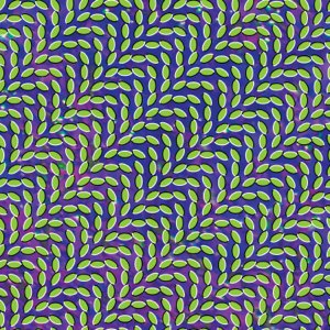animal collective